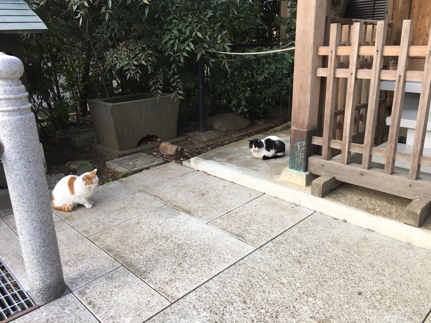 猫地帯の法明寺(ほうみょうじ)の安国堂にいた猫ちゃん