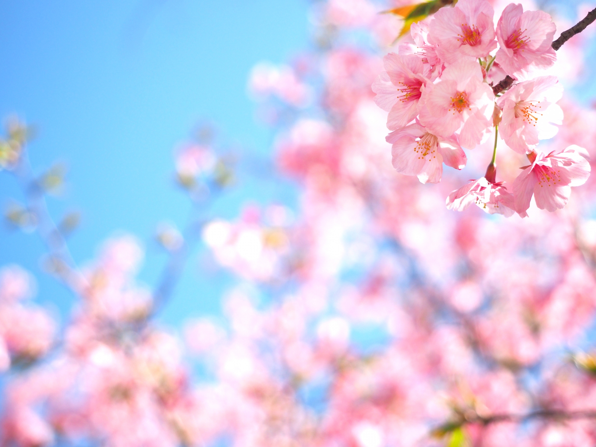 【池袋駅】春爛漫!公園まわって桜を見に行こう!池袋東口の満開公園散策コース。 【池袋駅】春爛漫!公園まわって桜を見に行こう!池袋東口の満開公園散策コース。