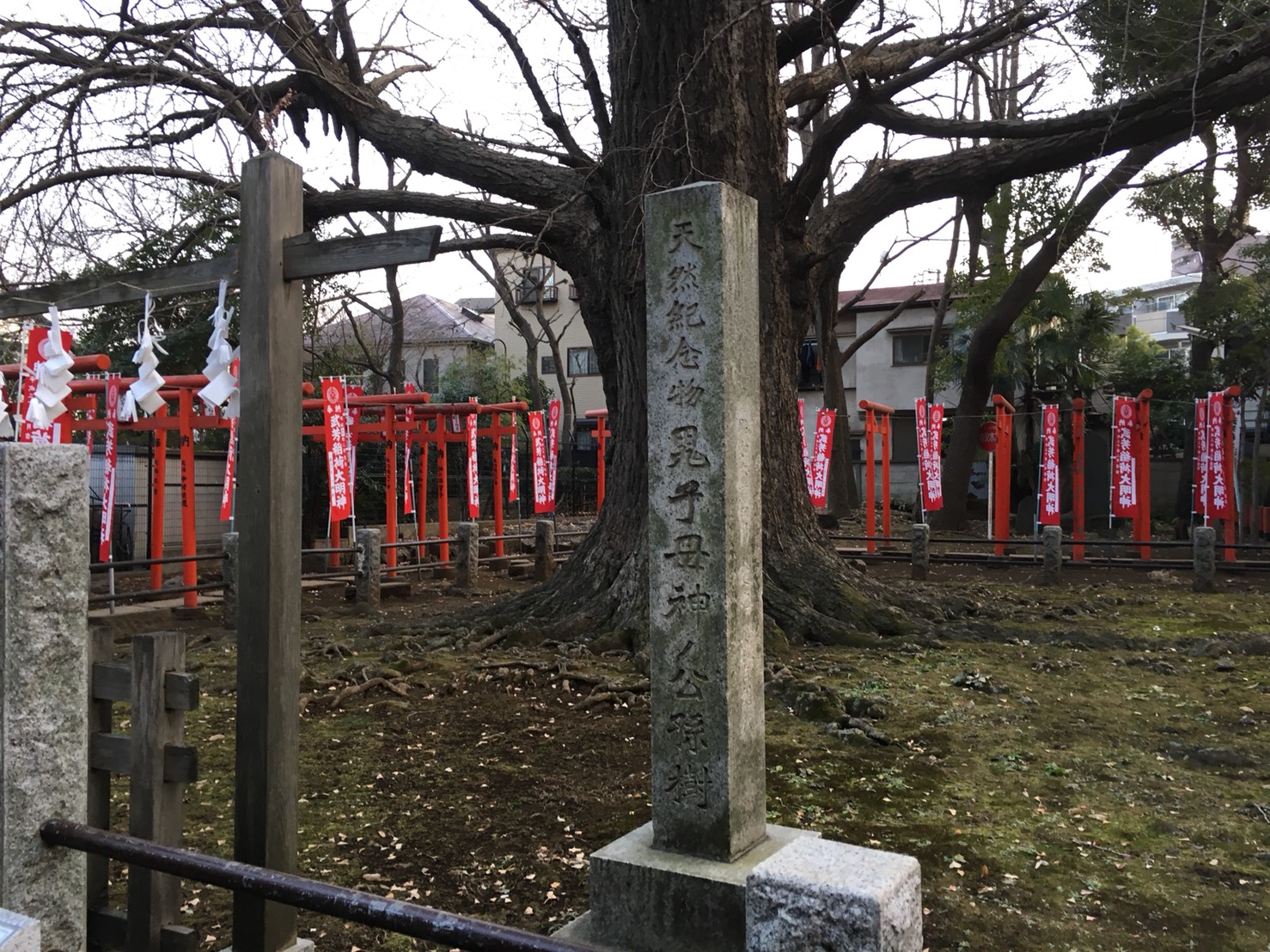 猫地帯の法明寺(ほうみょうじ)の銀杏・公孫樹前の石碑
