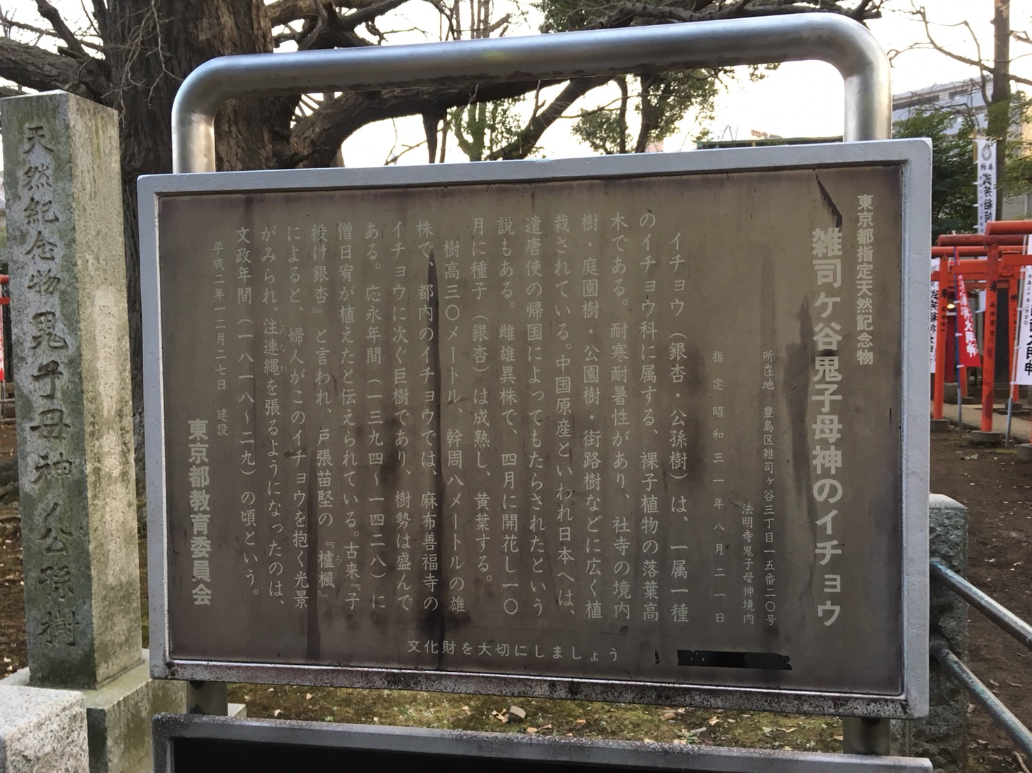 猫地帯の法明寺(ほうみょうじ)の銀杏・公孫樹前の説明板