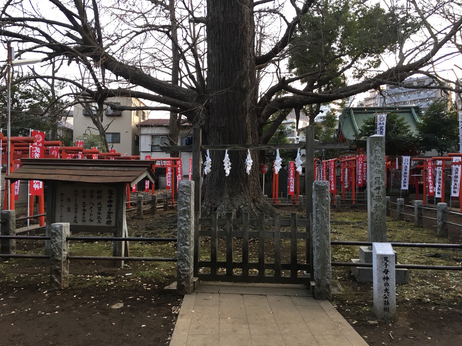 猫地帯の法明寺(ほうみょうじ)の銀杏・公孫樹