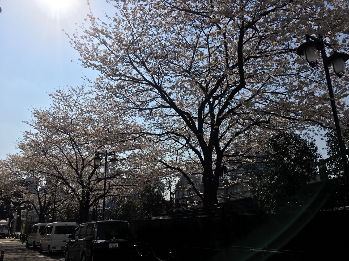 【池袋駅】春爛漫!桜を見に行こう!池袋東口の満開コースの池袋駅前公園1