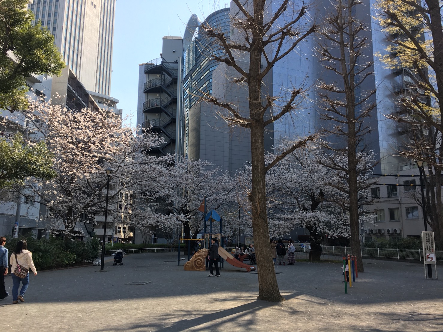 【池袋駅】春爛漫!桜を見に行こう!池袋東口の満開コースの東池袋公園1