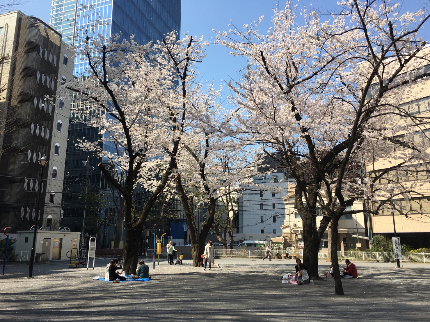 【池袋駅】春爛漫!桜を見に行こう!池袋東口の満開コースの東池袋公園2