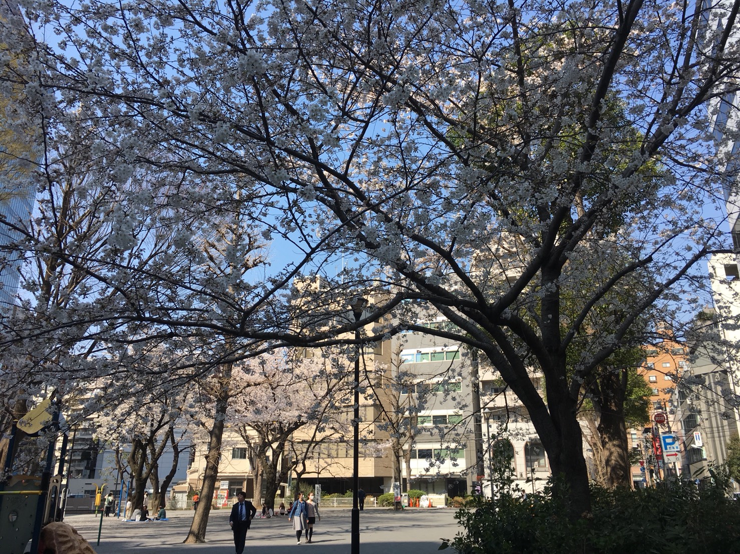 【池袋駅】春爛漫!桜を見に行こう!池袋東口の満開コースの東池袋公園3
