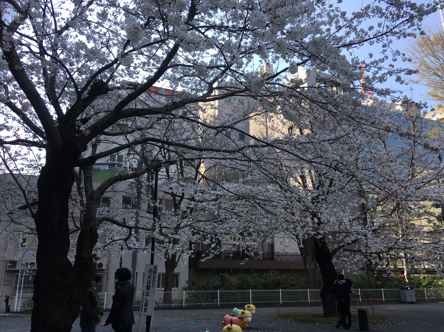【池袋駅】春爛漫!桜を見に行こう!池袋東口の満開コースの東池袋公園4