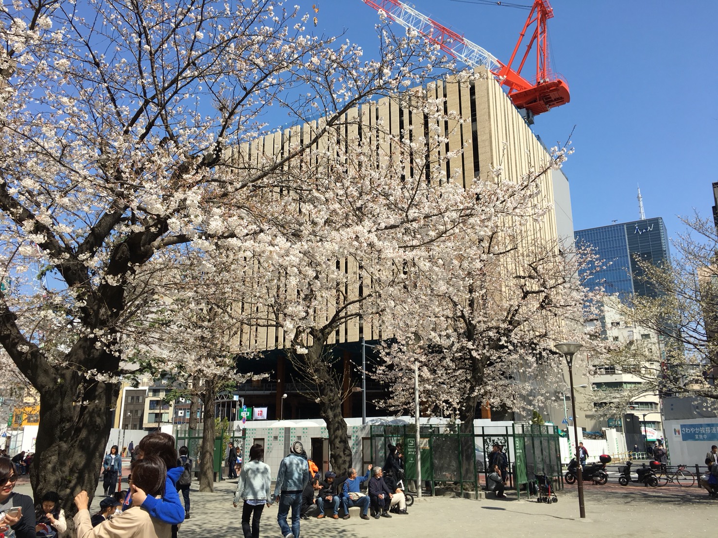 【池袋駅】春爛漫!桜を見に行こう!池袋東口の満開コースの中池袋公園2