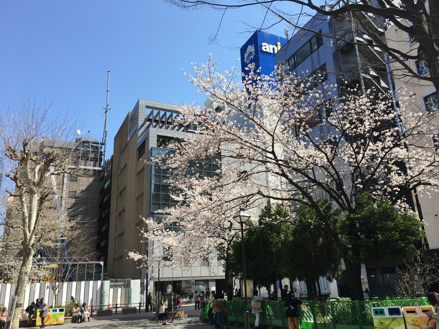 【池袋駅】春爛漫!桜を見に行こう!池袋東口の満開コースの中池袋公園3