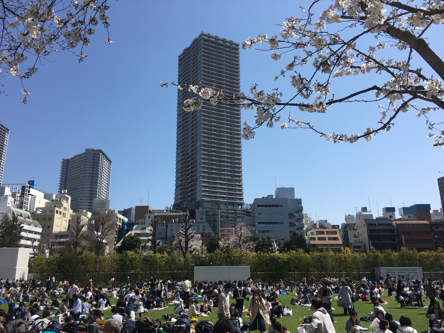 【池袋駅】春爛漫!桜を見に行こう!池袋東口の満開コースの南池袋公園1
