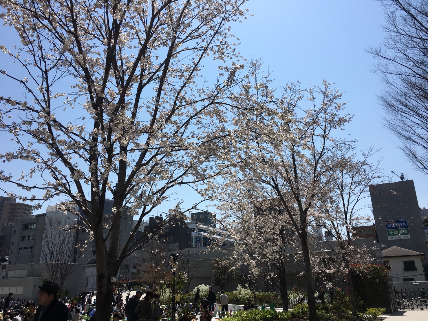 【池袋駅】春爛漫!桜を見に行こう!池袋東口の満開コースの南池袋公園3