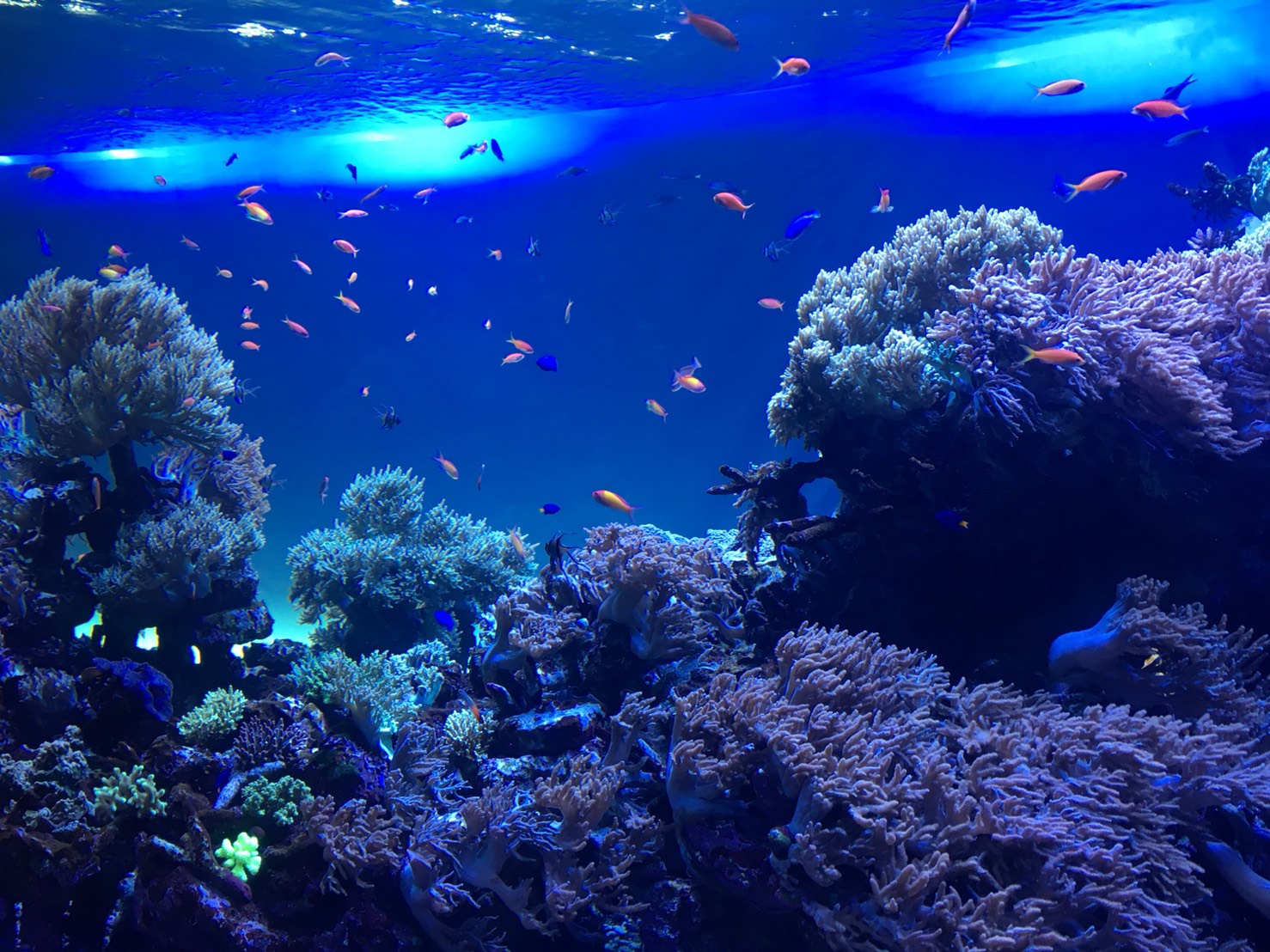 【池袋駅】「サンシャイン水族館」で癒されようよ!ほら早く!の水族館1