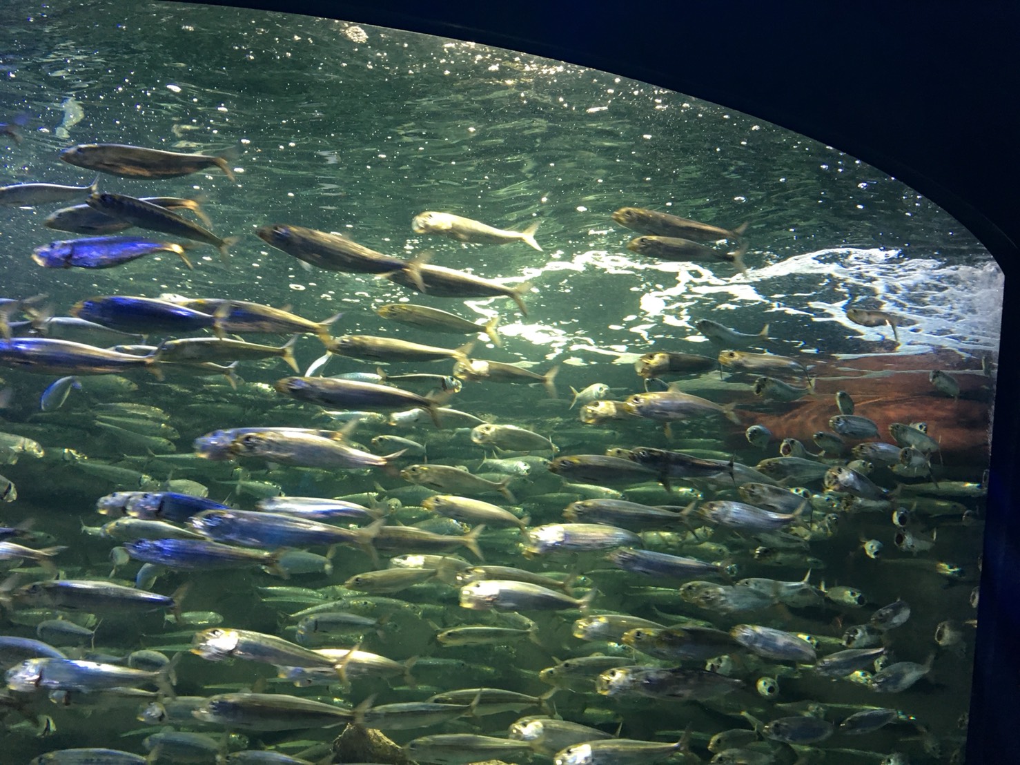 【池袋駅】「サンシャイン水族館」で癒されようよ!ほら早く!の水族館2