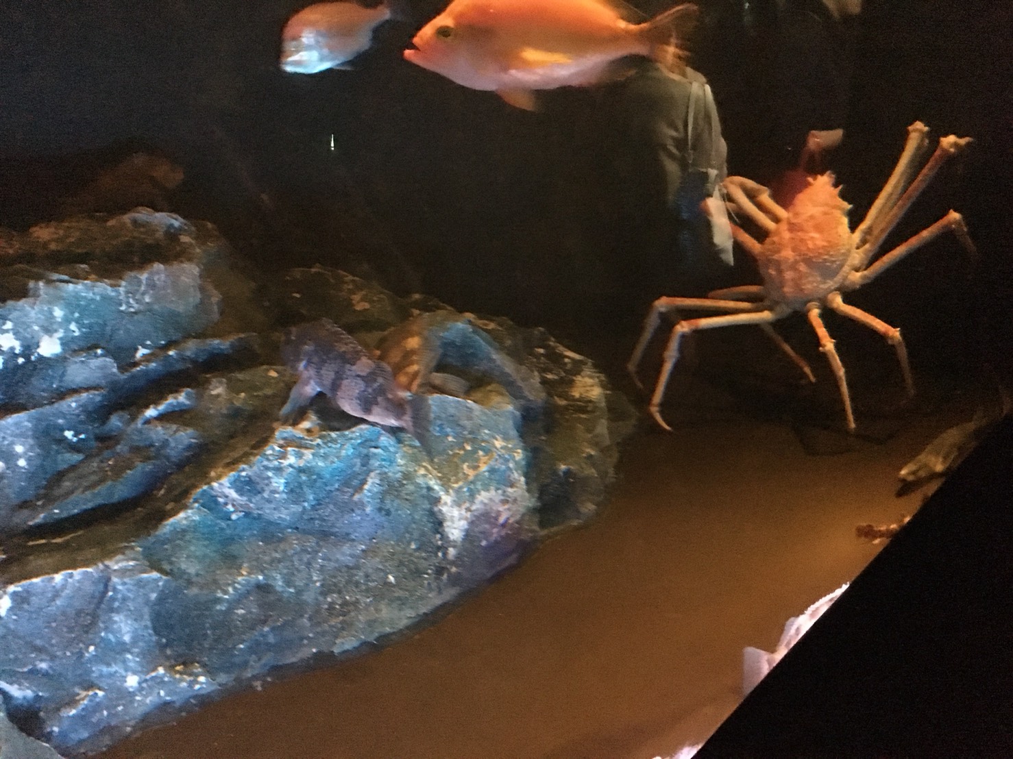 【池袋駅】「サンシャイン水族館」で癒されようよ!ほら早く!の水族館4