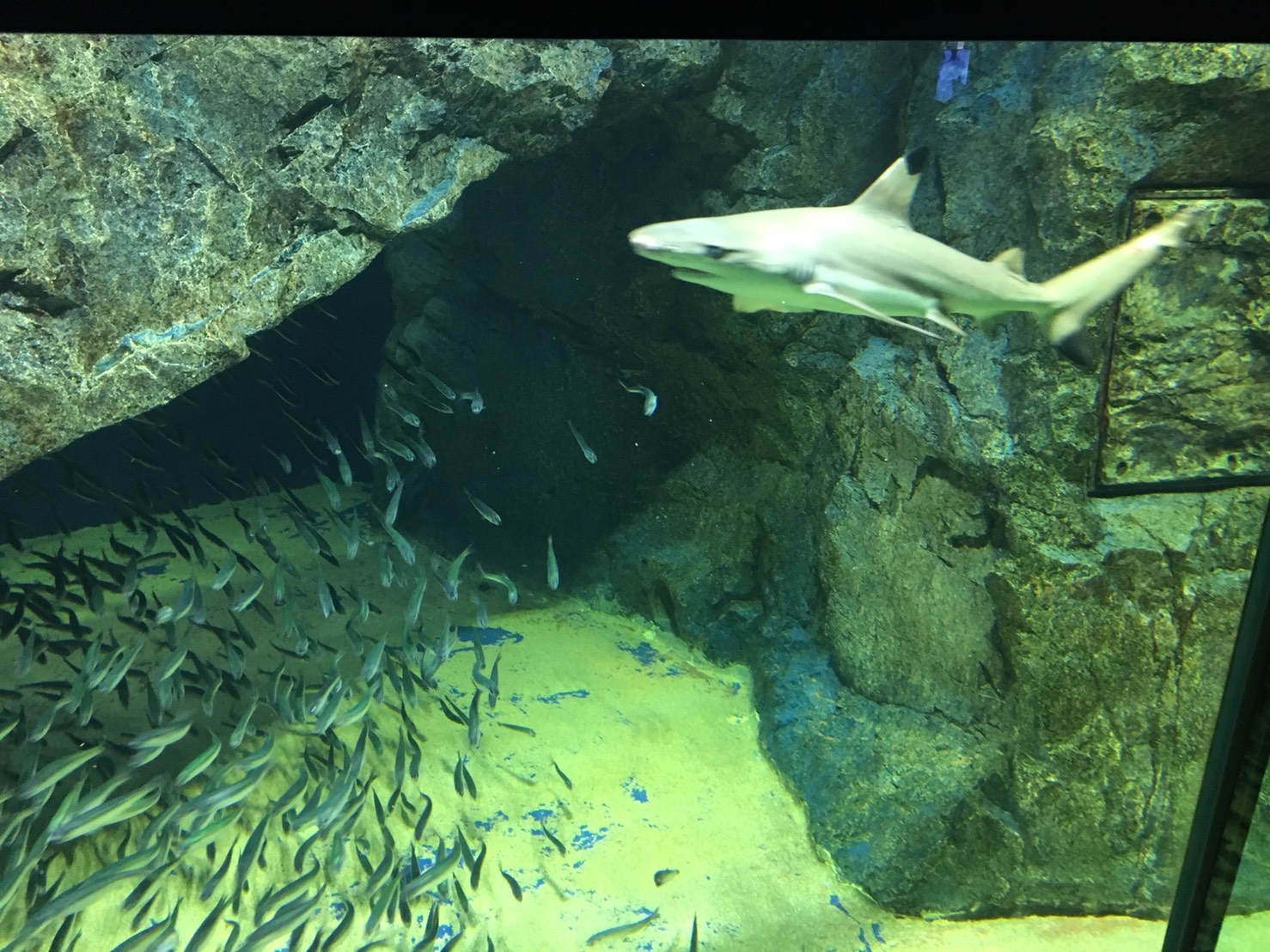 【池袋駅】「サンシャイン水族館」で癒されようよ!ほら早く!の水族館5