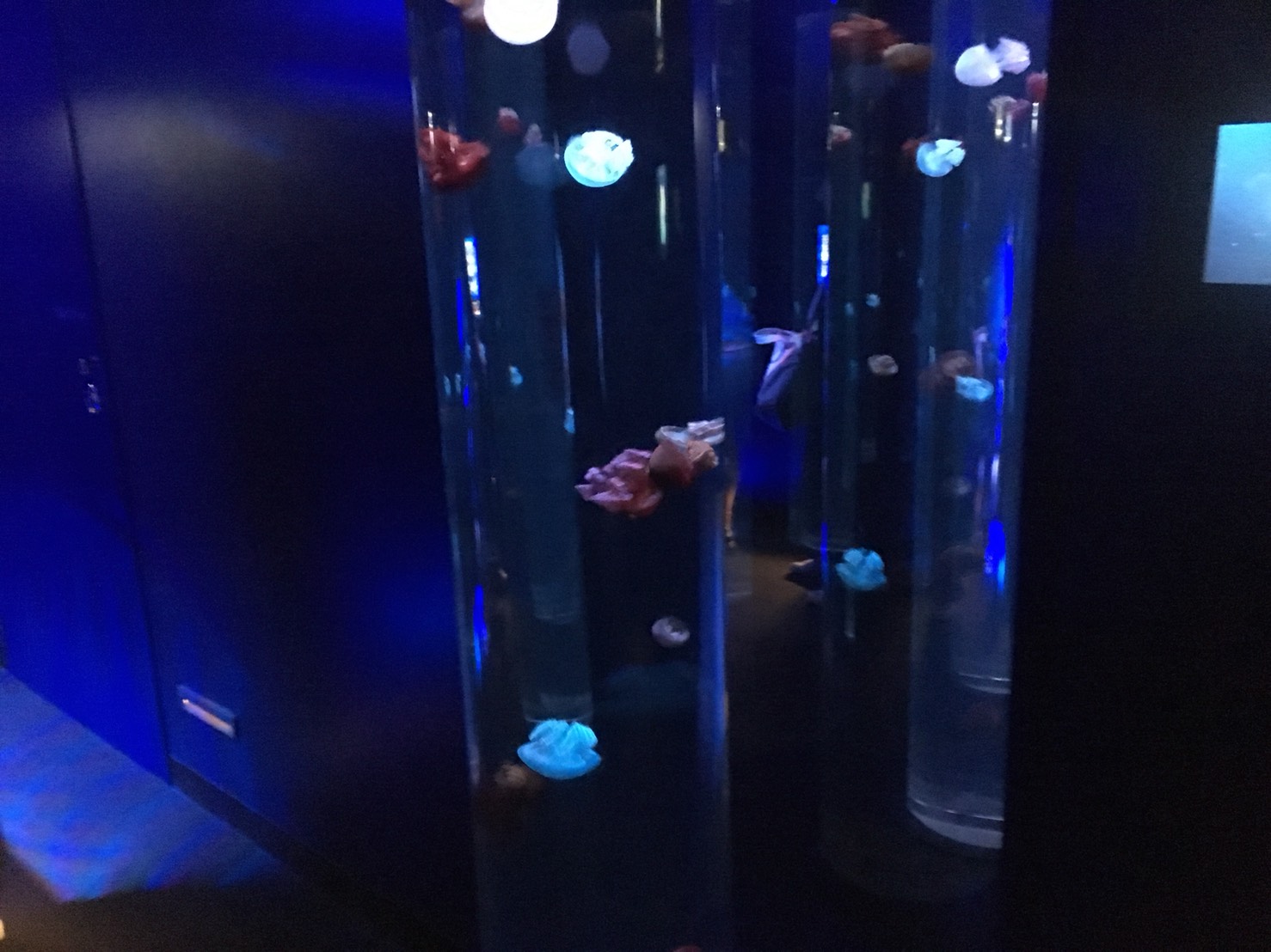 【池袋駅】「サンシャイン水族館」で癒されようよ!ほら早く!の水族館7