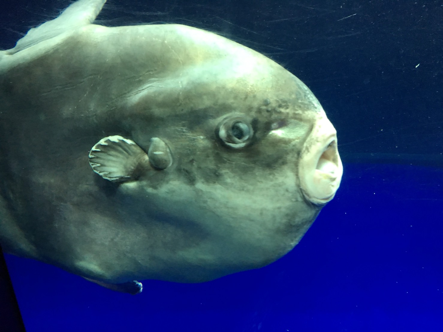 【池袋駅】「サンシャイン水族館」で癒されようよ!ほら早く!の水族館8