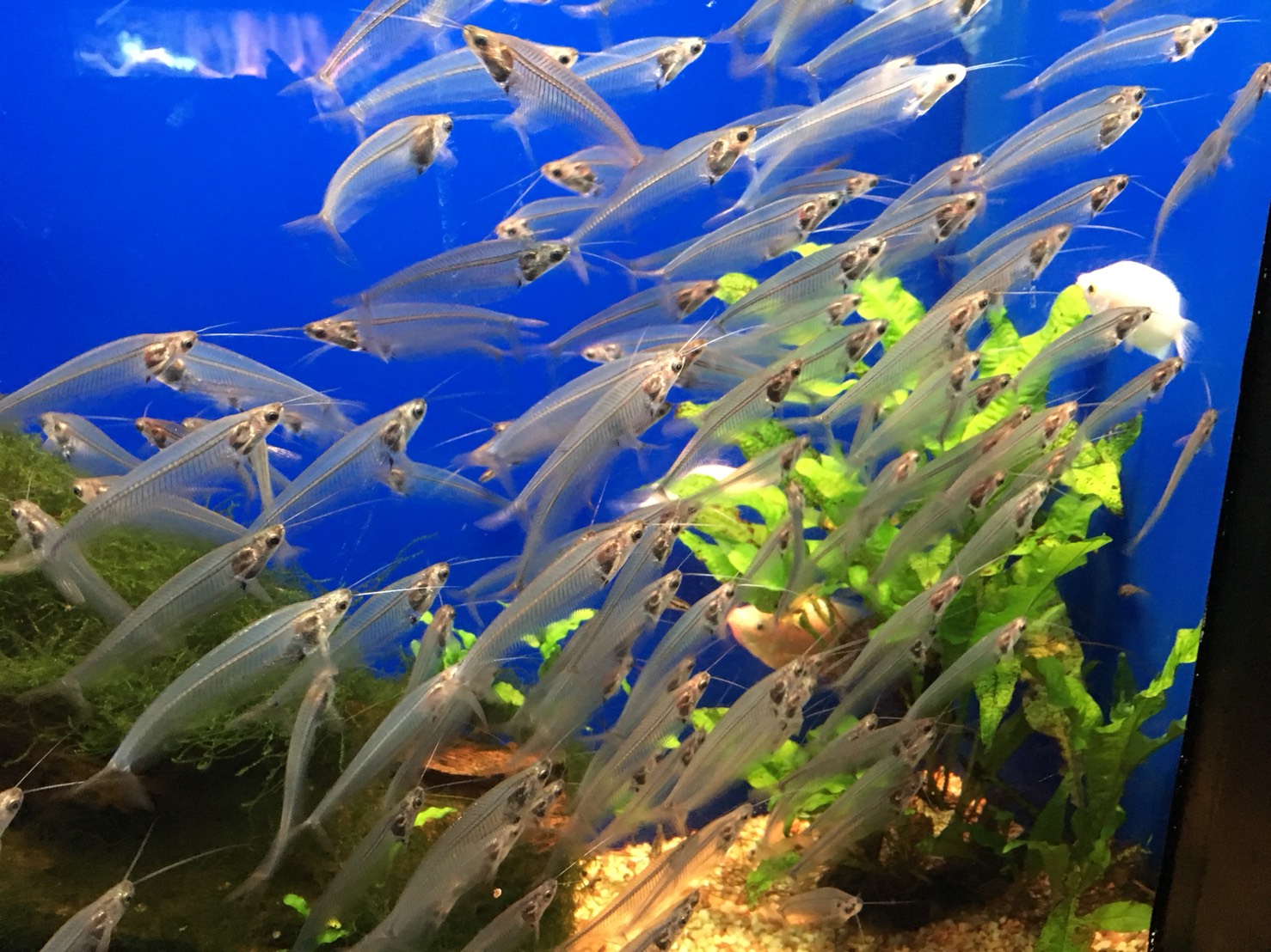 【池袋駅】「サンシャイン水族館」で癒されようよ!ほら早く!の水族館9