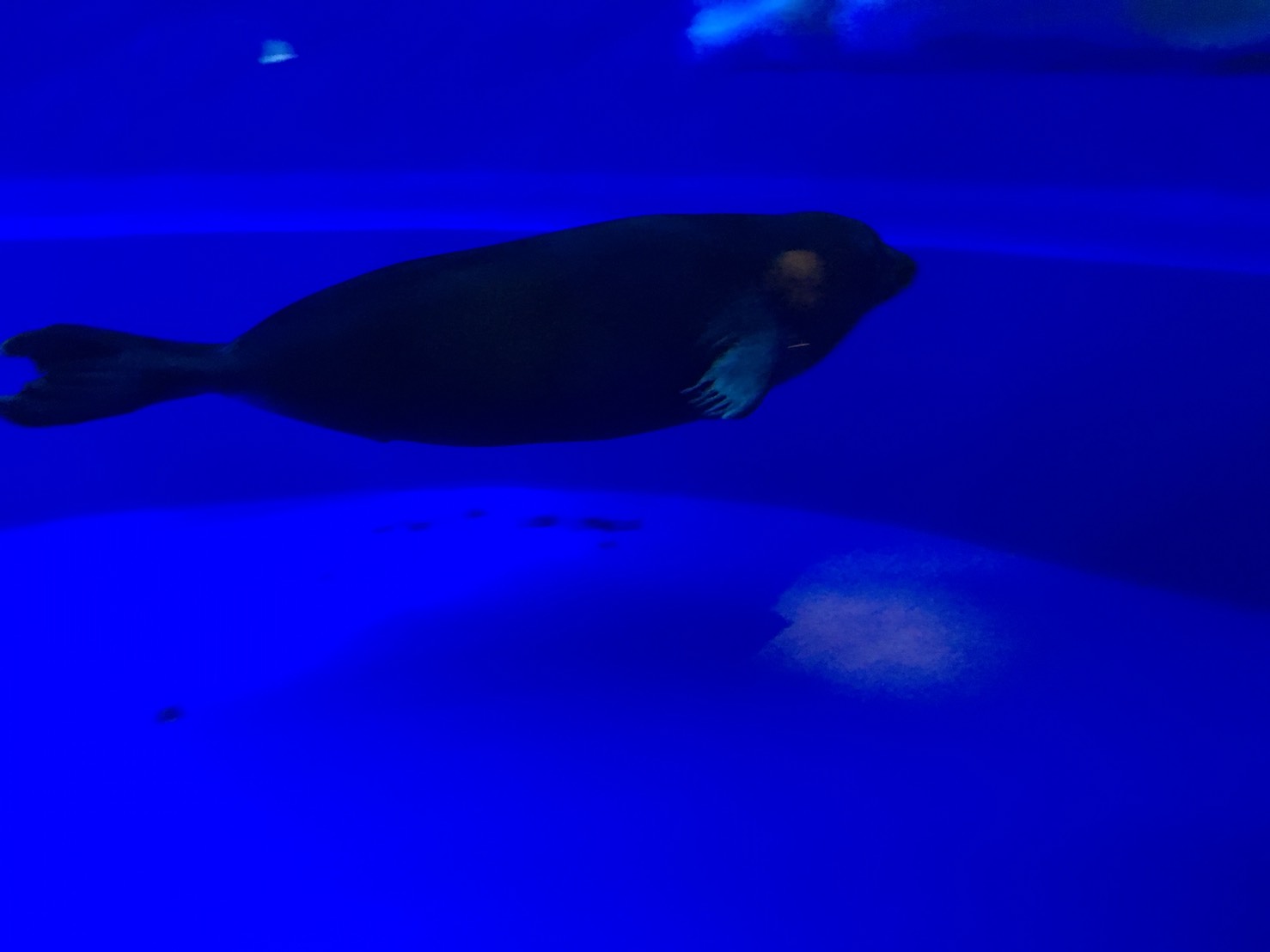 【池袋駅】「サンシャイン水族館」で癒されようよ!ほら早く!の水族館11