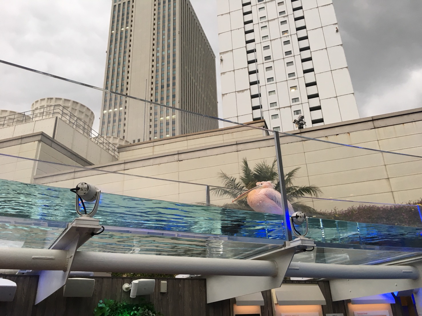 【池袋駅】「サンシャイン水族館」で癒されようよ!ほら早く!のペリカン2