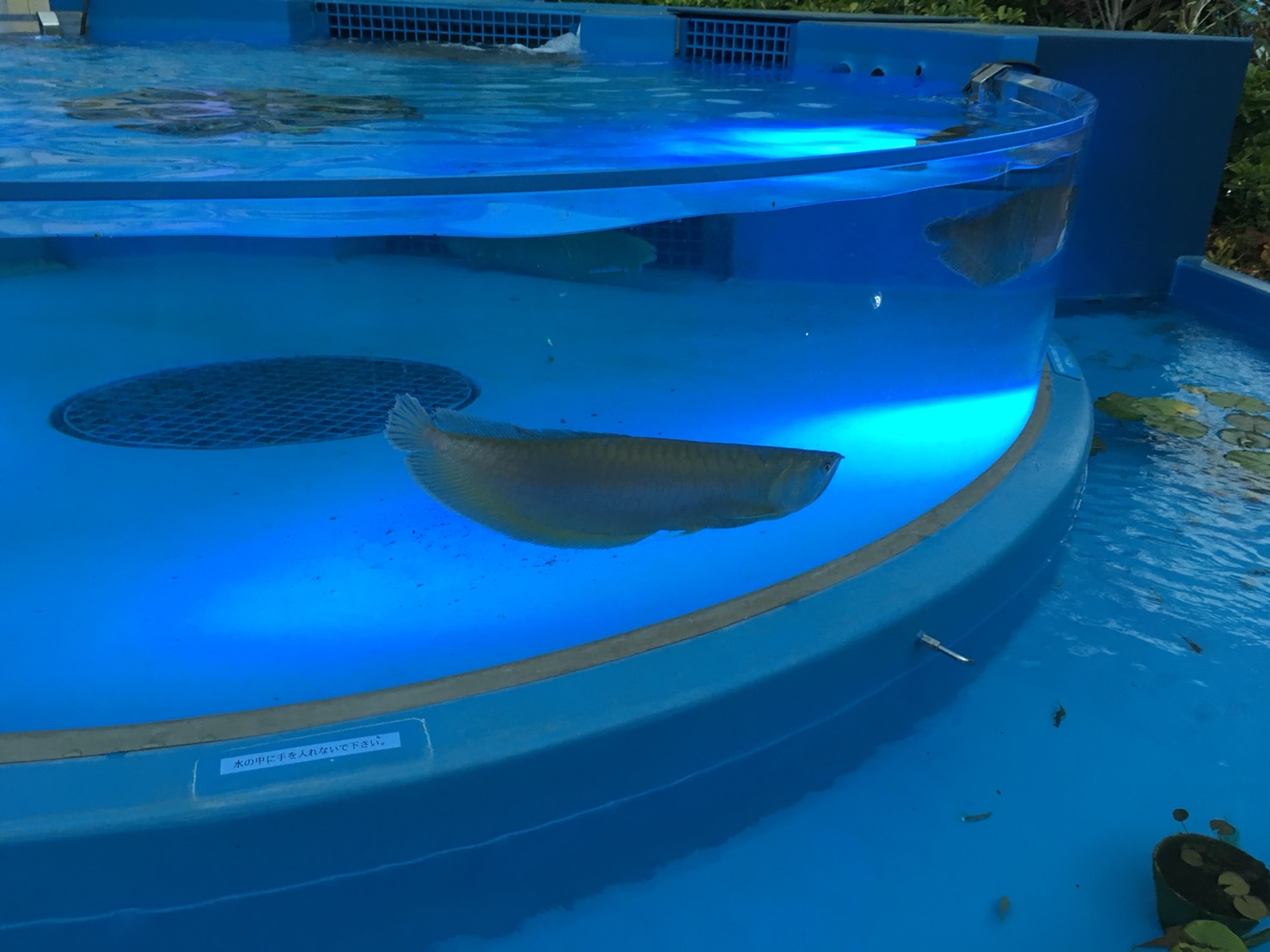 【池袋駅】「サンシャイン水族館」で癒されようよ!ほら早く!の屋上4