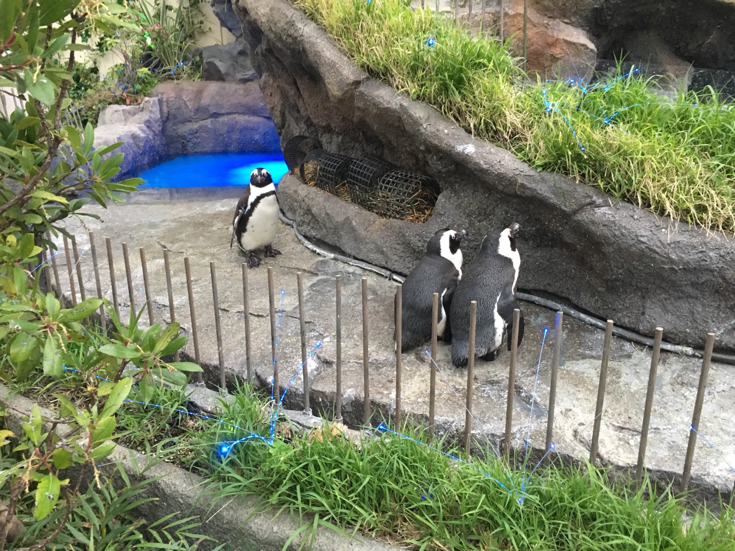 【池袋駅】「サンシャイン水族館」で癒されようよ!ほら早く!の空飛ぶペンギン3