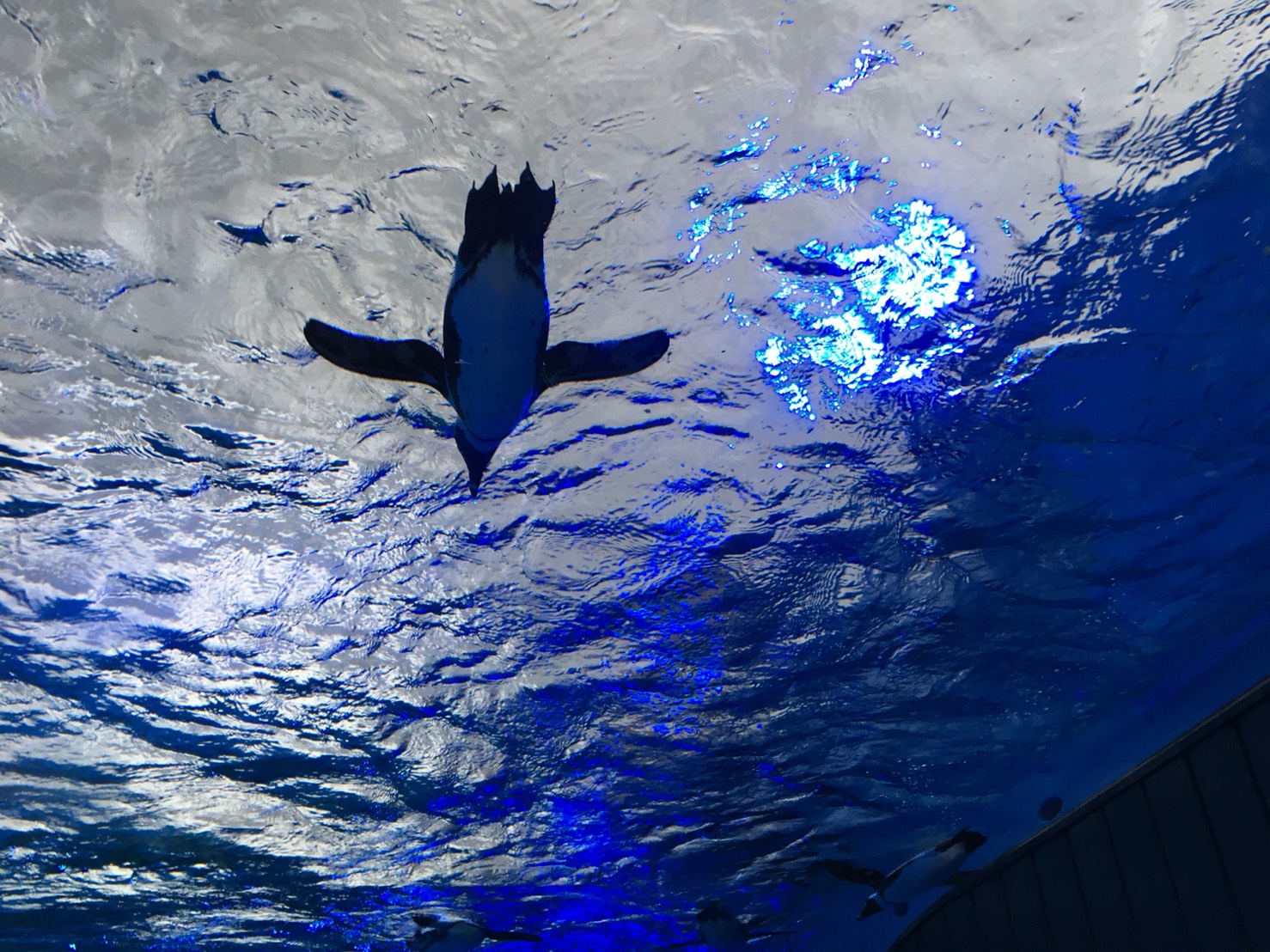 【池袋駅】絶対行くべき!超楽しい「サンシャイン水族館」最大18%割引情報もあるよ★ 【池袋駅】絶対行くべき!超楽しい「サンシャイン水族館」最大18%割引情報もあるよ★