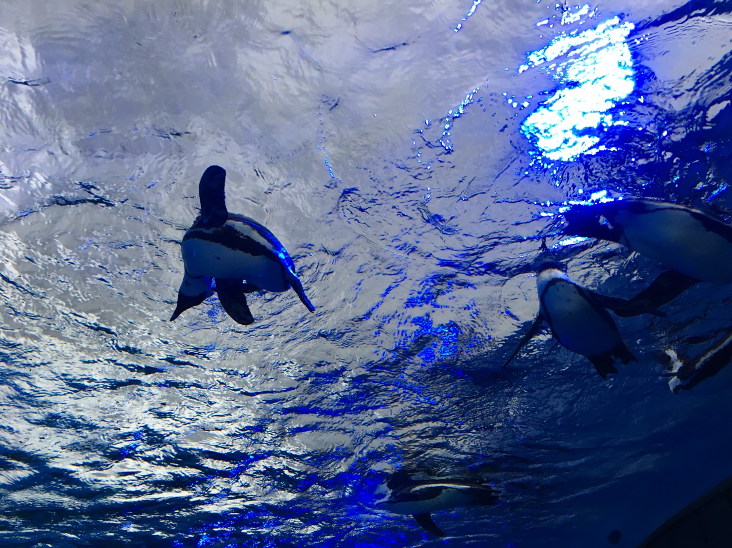 【池袋駅】「サンシャイン水族館」で癒されようよ!ほら早く!の空飛ぶペンギン2