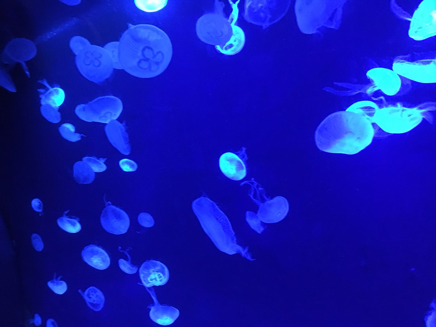 サンシャイン水族館いくなら年間パスポート買お!の水族館