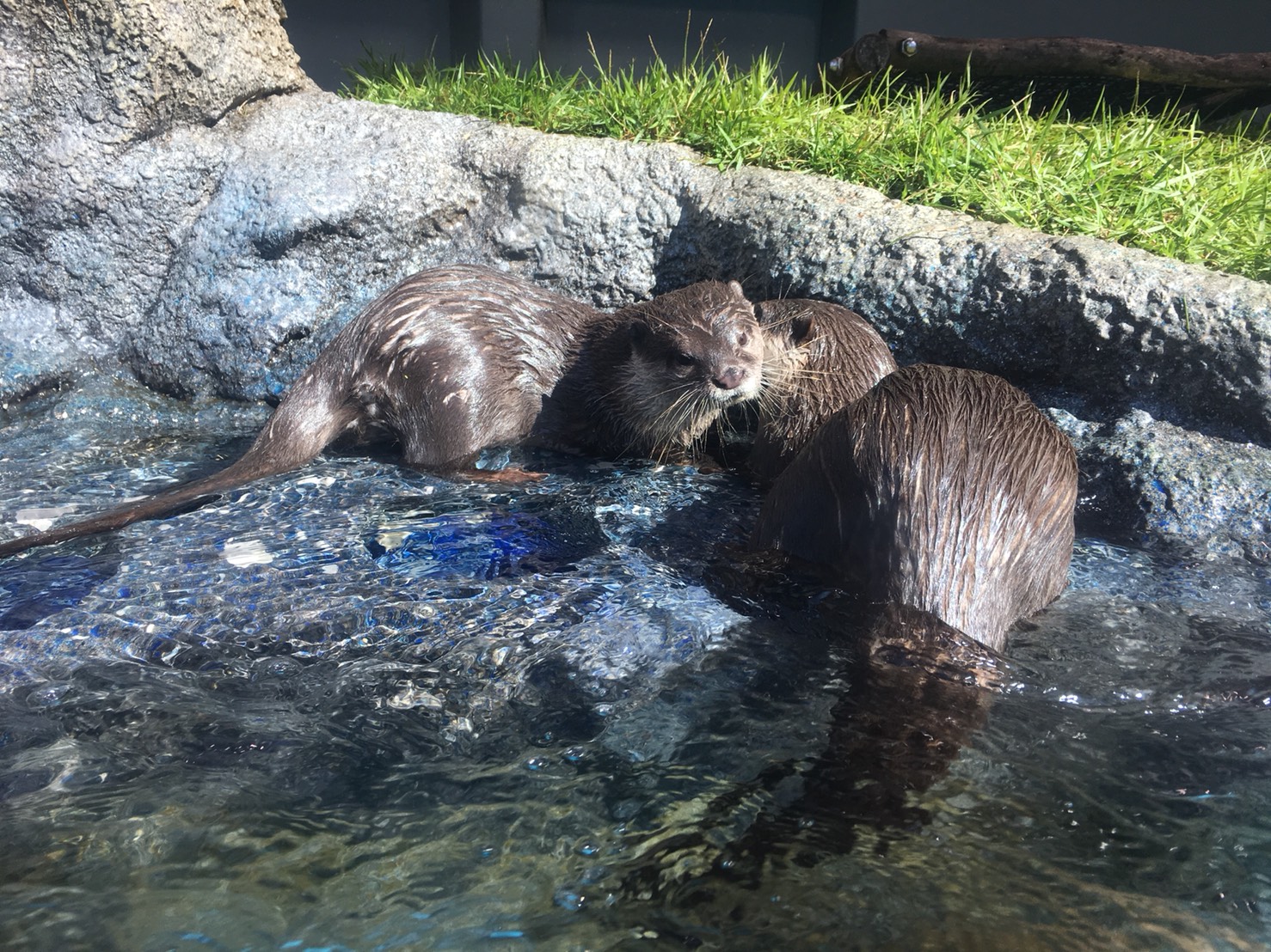 【池袋駅】「サンシャイン水族館」で癒されようよ!ほら早く!の追記:カワウソくん1
