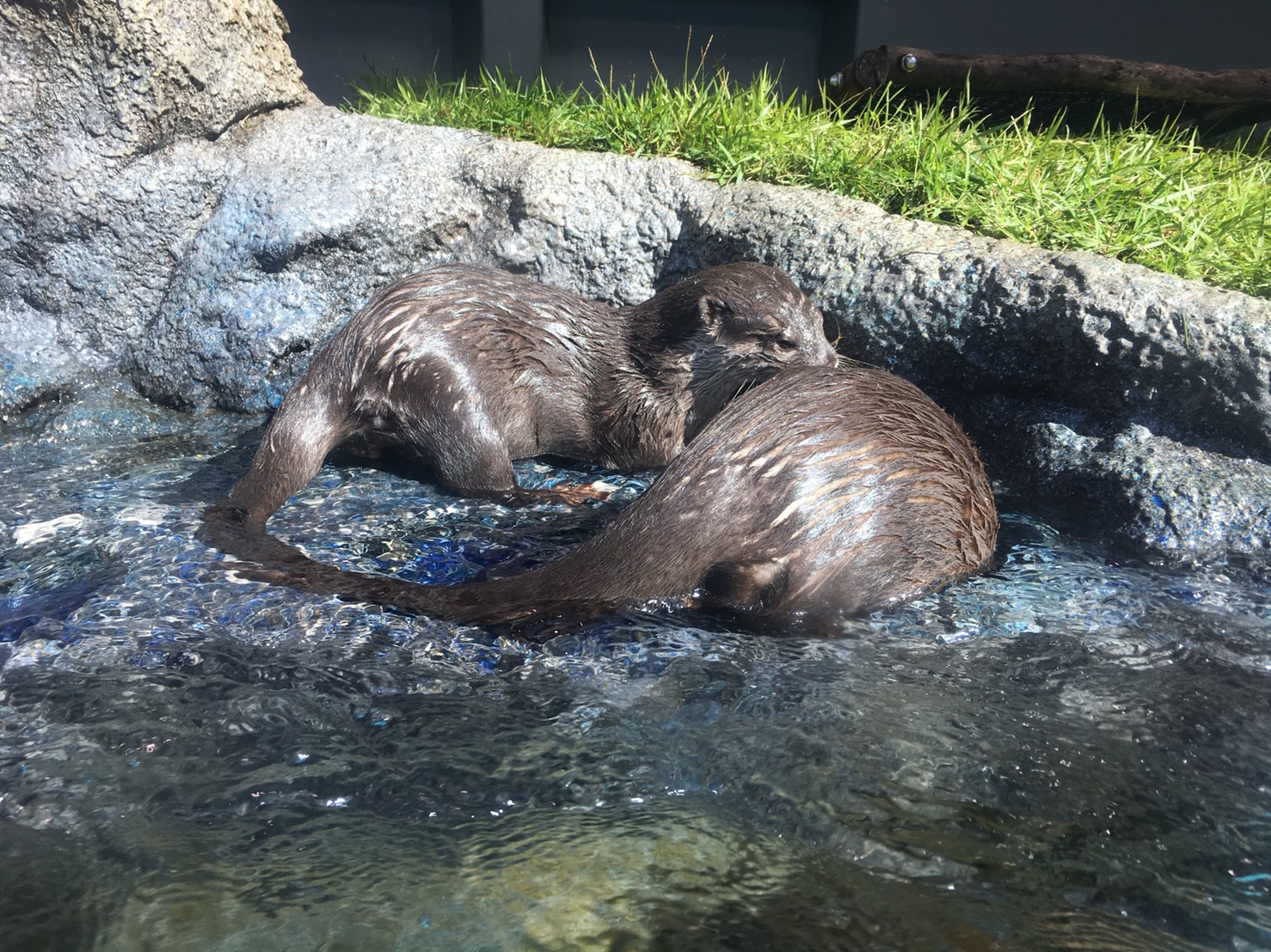 【池袋駅】「サンシャイン水族館」で癒されようよ!ほら早く!の追記:カワウソくん2