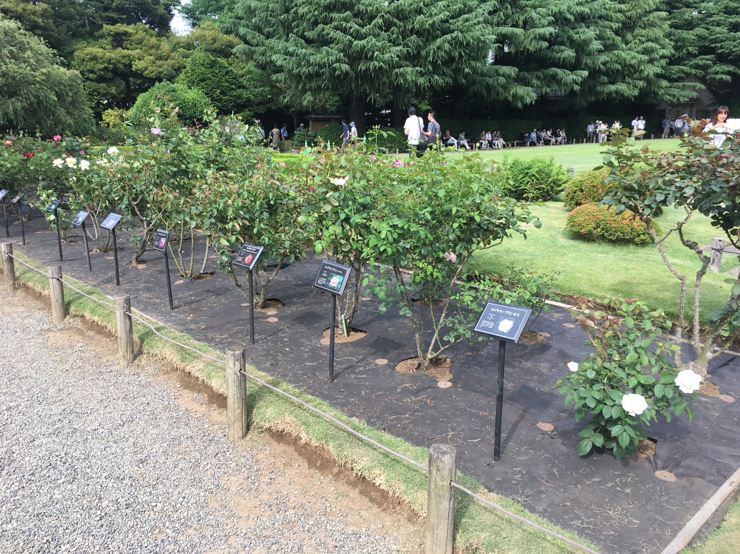 【上中里駅】バラが咲き誇る日英が混ざる庭園「旧古河庭園」のバラ園1