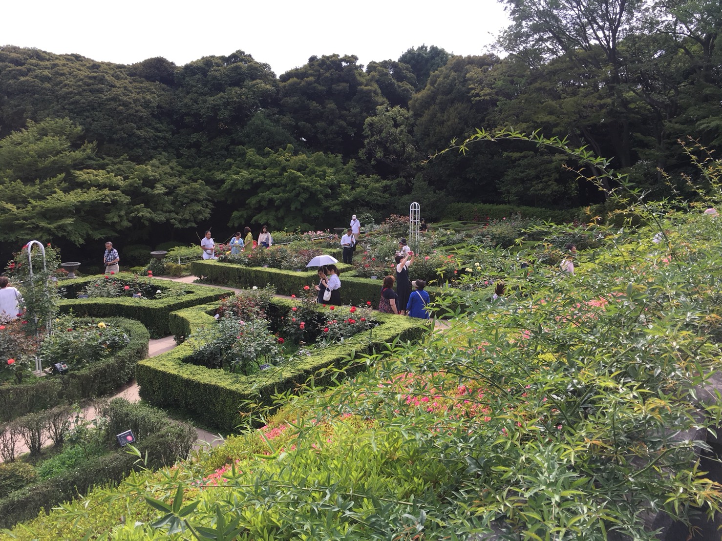 【上中里駅】バラが咲き誇る日英が混ざる庭園「旧古河庭園」のバラ園3