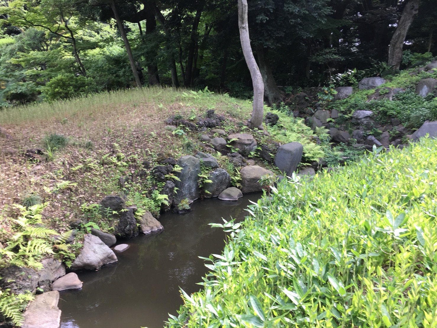 【上中里駅】バラが咲き誇る日英が混ざる庭園「旧古河庭園」の和庭園1