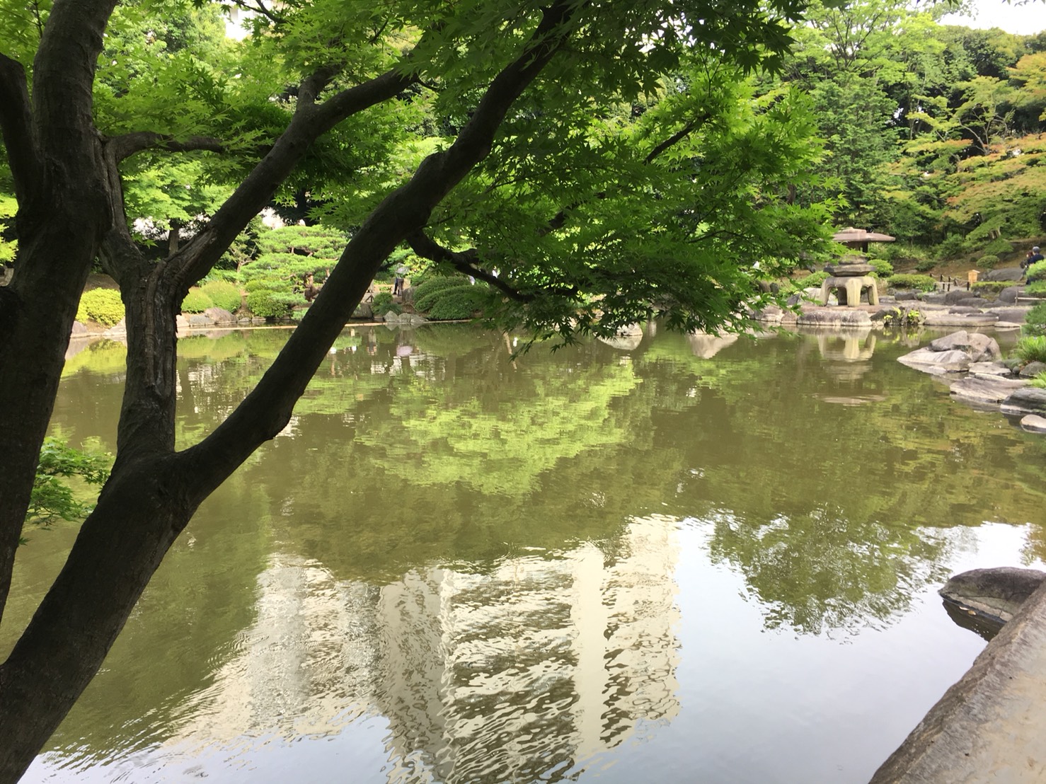 【上中里駅】バラが咲き誇る日英が混ざる庭園「旧古河庭園」の和庭園2