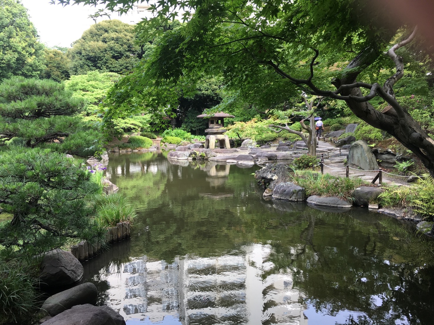 【上中里駅】バラが咲き誇る日英が混ざる庭園「旧古河庭園」の和庭園4