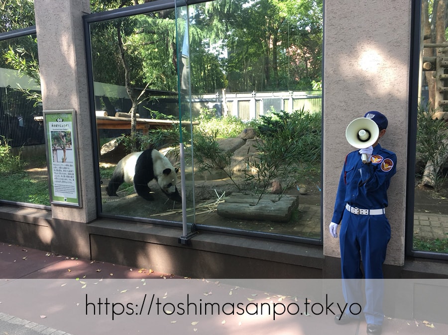 【上野駅】高速上野散歩を提案!大満足の絶品洋食「たいめいけん」のあとに上野動物園で超エンジョイの上野動物園のパンダ