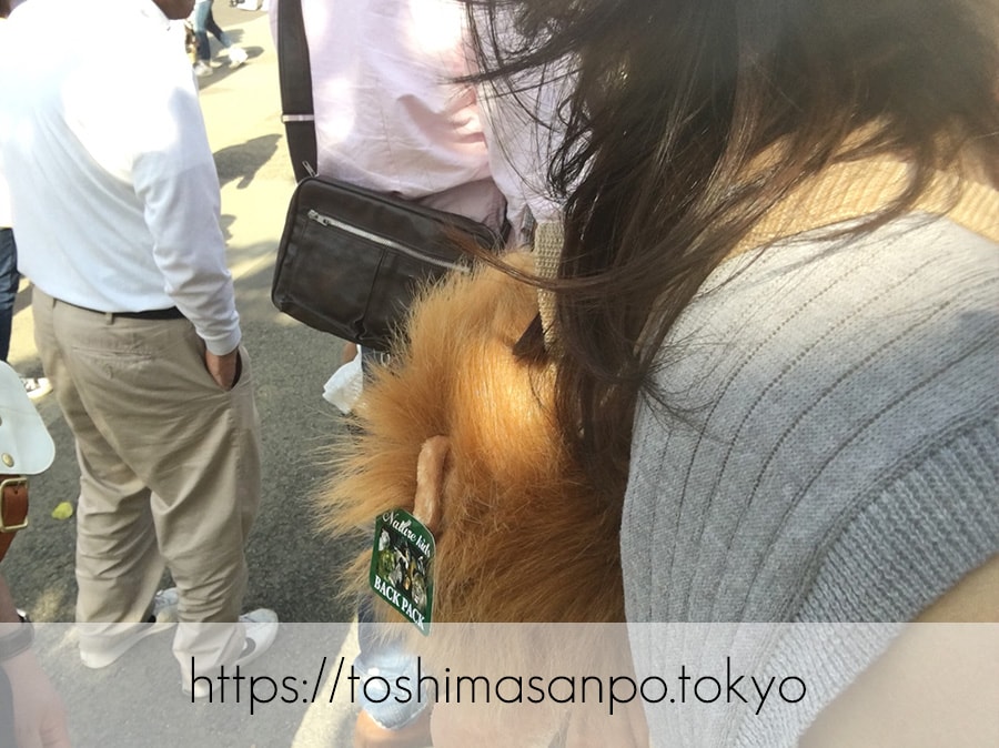 【上野駅】高速上野散歩を提案!大満足の絶品洋食「たいめいけん」のあとに上野動物園で超エンジョイの上野動物園のライオンナップを背負うみーちゃん