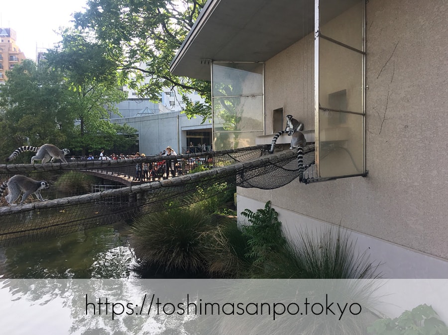 【上野駅】高速上野散歩を提案!大満足の絶品洋食「たいめいけん」のあとに上野動物園で超エンジョイの上野動物園のワオキツネザル1
