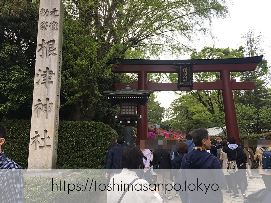 【根津駅】「根津神社」で満開「文京つつじまつり」5月6日まで開催中。「八重垣煎餅」でつつじ煎餅をお土産に♪の表参道