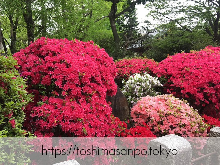【根津駅】「根津神社」で満開「文京つつじまつり」5月6日まで開催中。「八重垣煎餅」でつつじ煎餅をお土産に♪のつつじ3