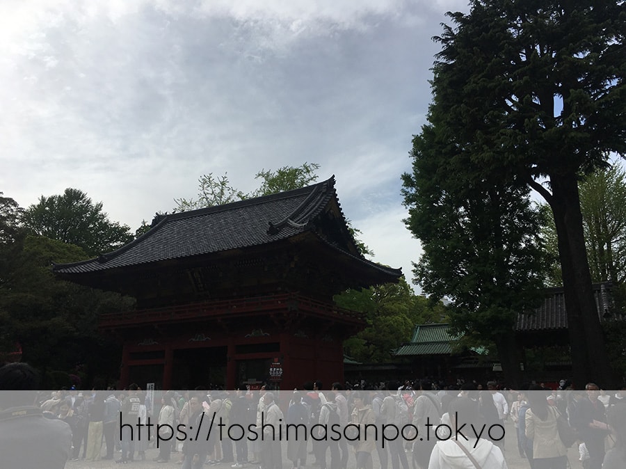 【根津駅】「根津神社」で満開「文京つつじまつり」5月6日まで開催中。「八重垣煎餅」でつつじ煎餅をお土産に♪の根津神社の桜門