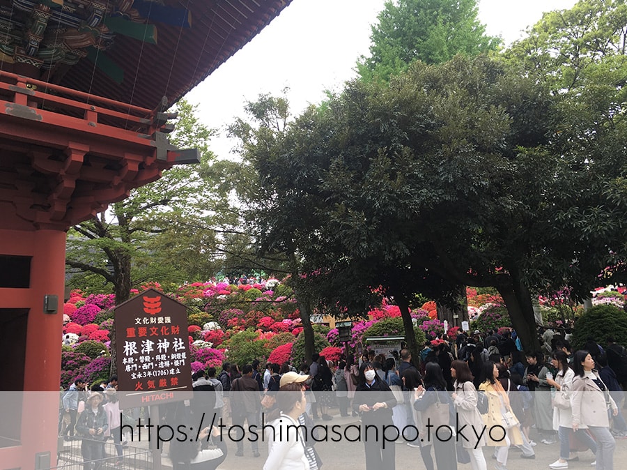 【根津駅】「根津神社」で満開「文京つつじまつり」5月6日まで開催中。「八重垣煎餅」でつつじ煎餅をお土産に♪の根津神社の桜門の裏側