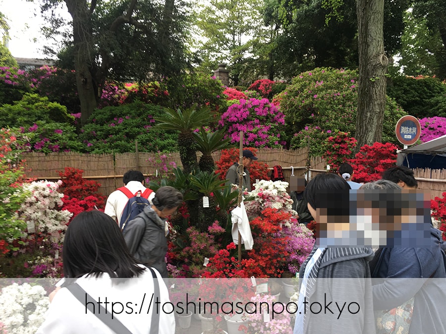 【根津駅】「根津神社」で満開「文京つつじまつり」5月6日まで開催中。「八重垣煎餅」でつつじ煎餅をお土産に♪のつつじ6