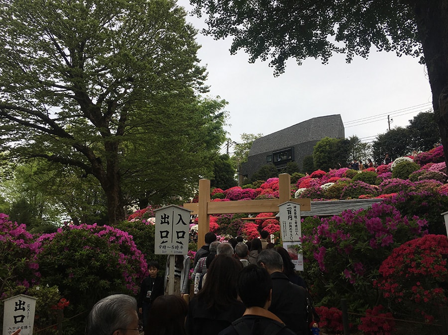 【根津駅】「根津神社」で満開「文京つつじまつり」5月6日まで開催中。「八重垣煎餅」でつつじ煎餅をお土産に♪のつつじ7