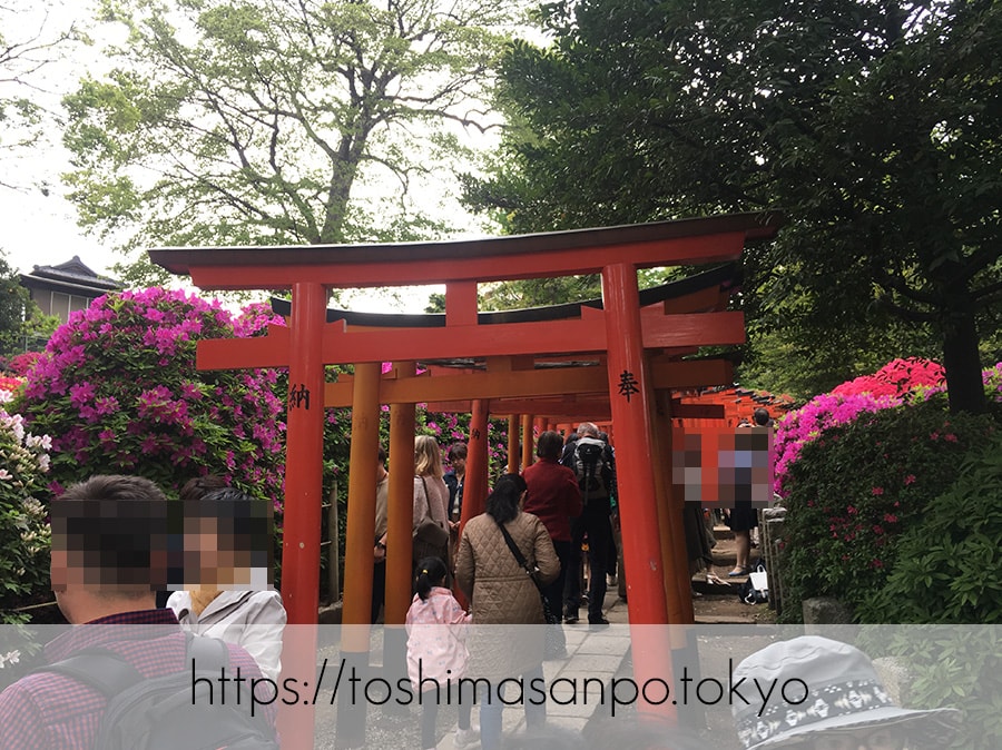 【根津駅】「根津神社」で満開「文京つつじまつり」5月6日まで開催中。「八重垣煎餅」でつつじ煎餅をお土産に♪の根津神社の桜門の鳥居参道2