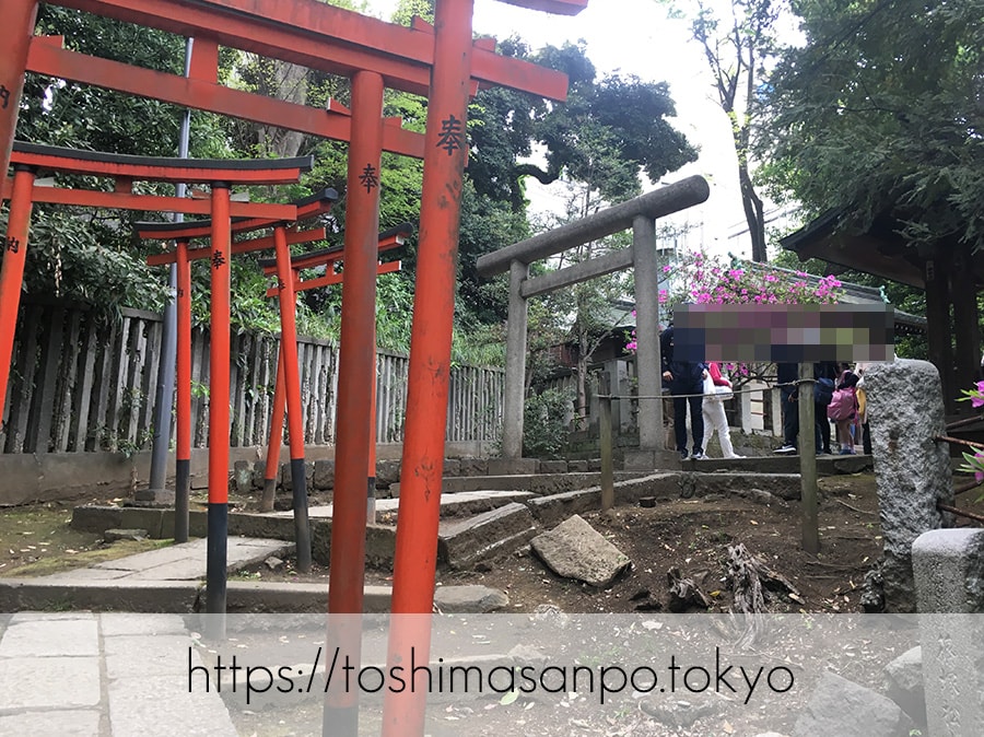 【根津駅】「根津神社」で満開「文京つつじまつり」5月6日まで開催中。「八重垣煎餅」でつつじ煎餅をお土産に♪の根津神社の駒込稲荷までの鳥居参道