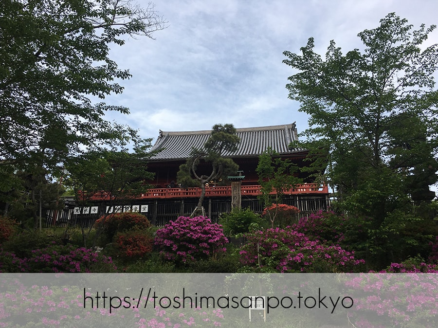 【根津駅】「根津神社」で満開「文京つつじまつり」5月6日まで開催中。「八重垣煎餅」でつつじ煎餅をお土産に♪の帰り道に清水観音堂