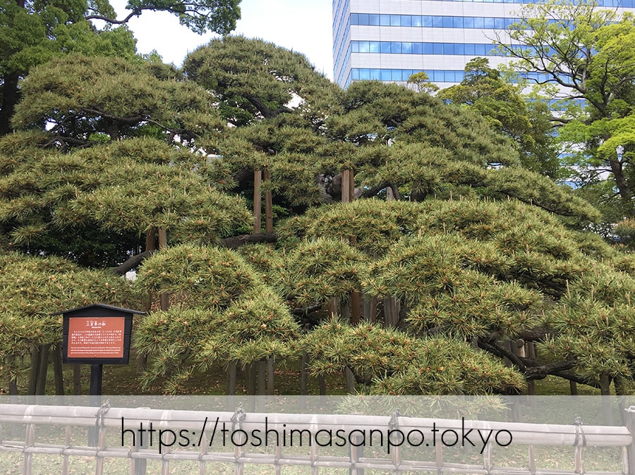【汐留駅】水上バスにも乗れる!東京湾から繋がる江戸時代の広大な庭園「浜離宮恩賜庭園」の風情。の浜離宮恩賜庭園の三百年の松