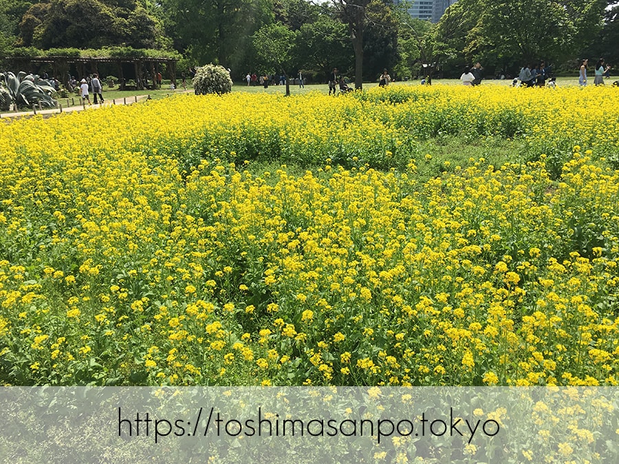 【汐留駅】水上バスにも乗れる!東京湾から繋がる江戸時代の広大な庭園「浜離宮恩賜庭園」の風情。の浜離宮恩賜庭園のお花畑