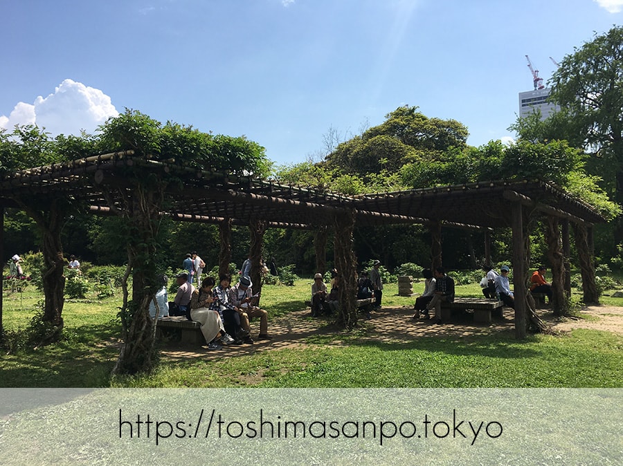 【汐留駅】水上バスにも乗れる!東京湾から繋がる江戸時代の広大な庭園「浜離宮恩賜庭園」の風情。の浜離宮恩賜庭園のボタン園2